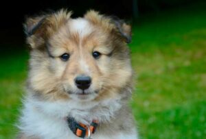 10 Erreurs Fatales à Éviter Avant d&rsquo;Adopter un Chien (2026)