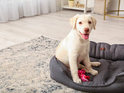 préparer maison chiot